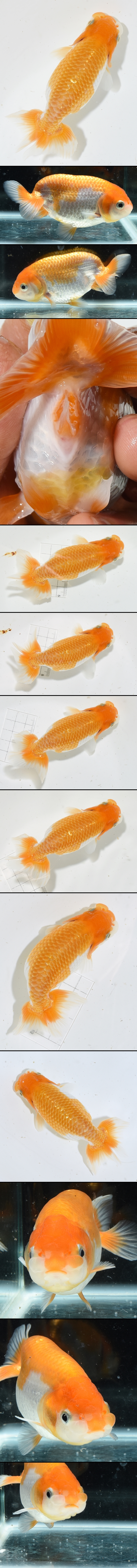 Ϥ夦