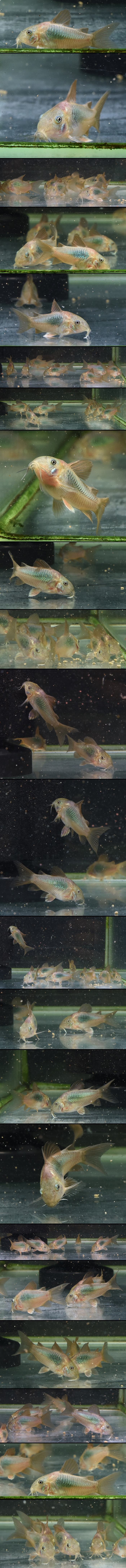 ɥ饹ͥ