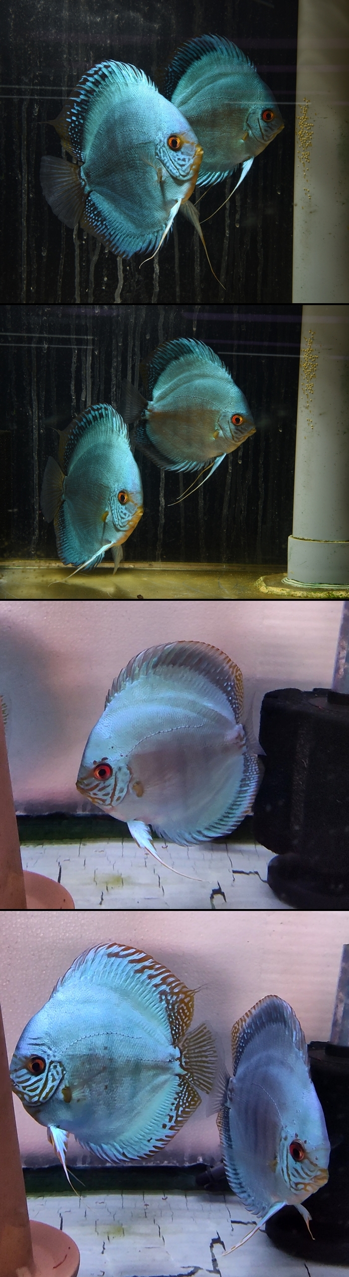 �����ѡ�����åɥ֥롼����