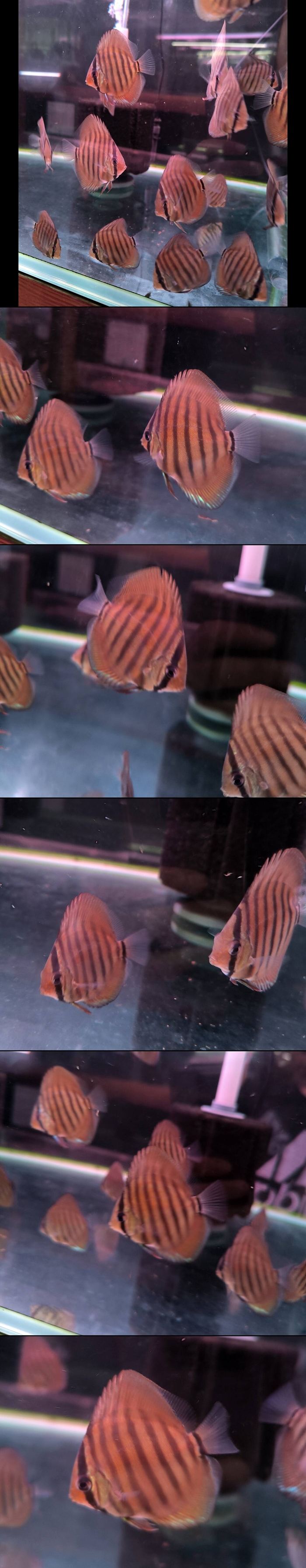 �����ѡ���åɹȱ�������