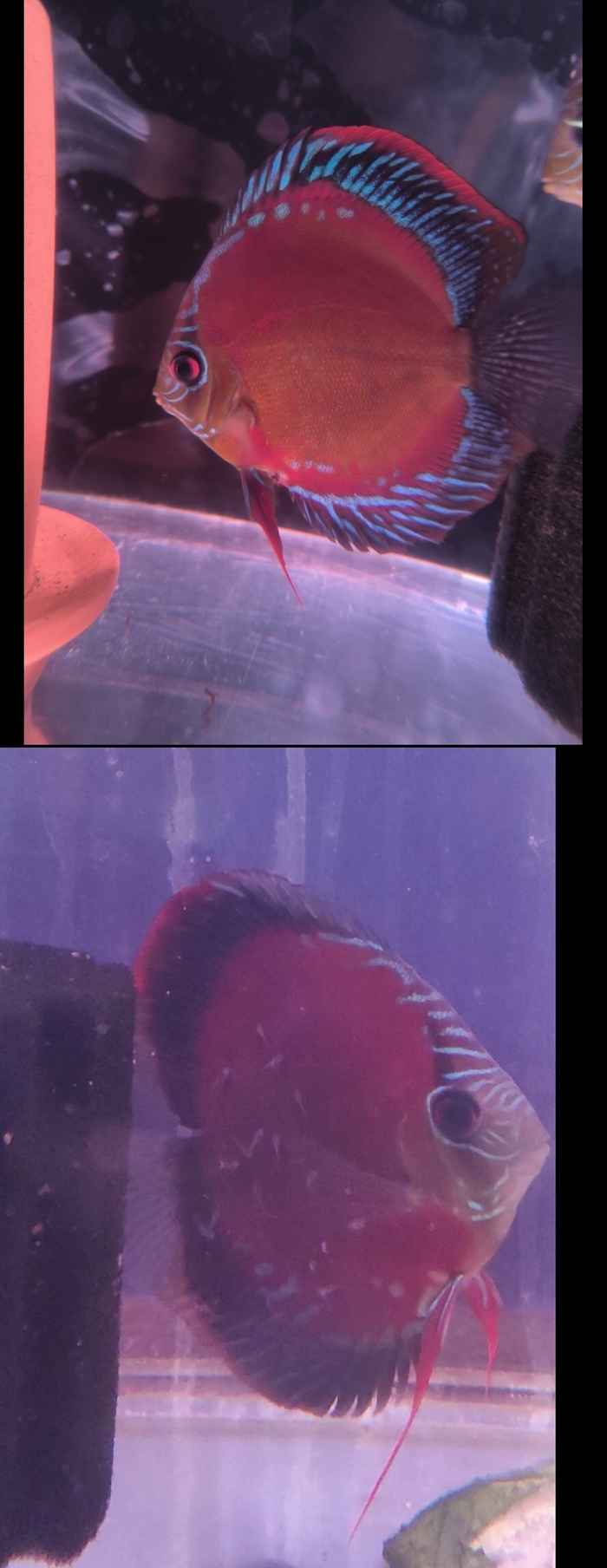 �����ѡ���åɹȱ�������