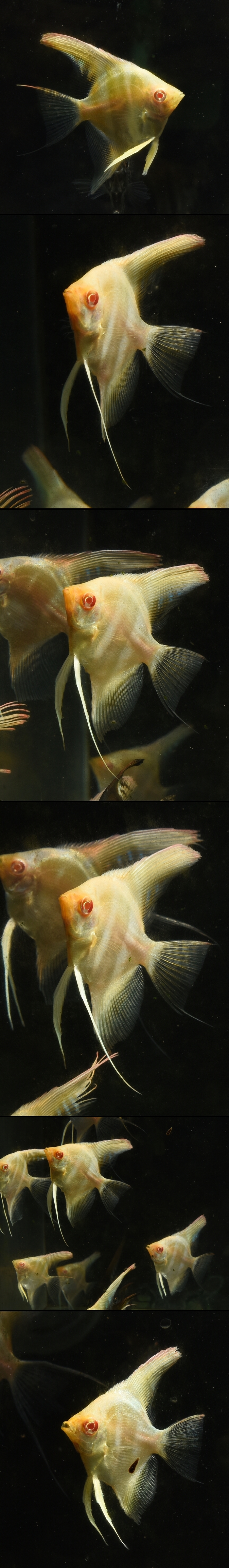 アルビノペルーアルタム ノーマル