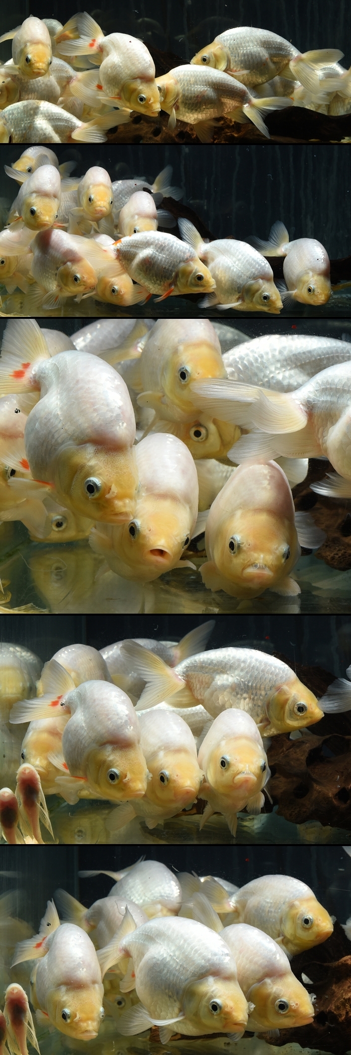 ʤ󤭤󡡥˺е