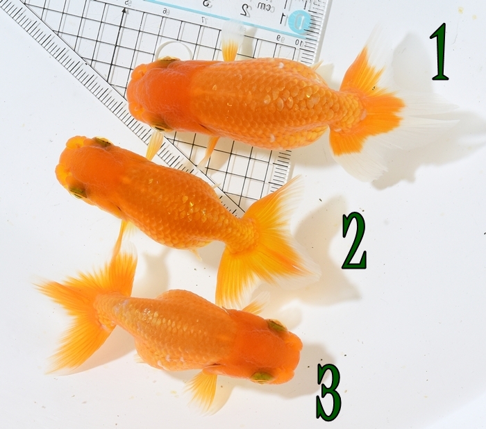 ����Ϥ����夦