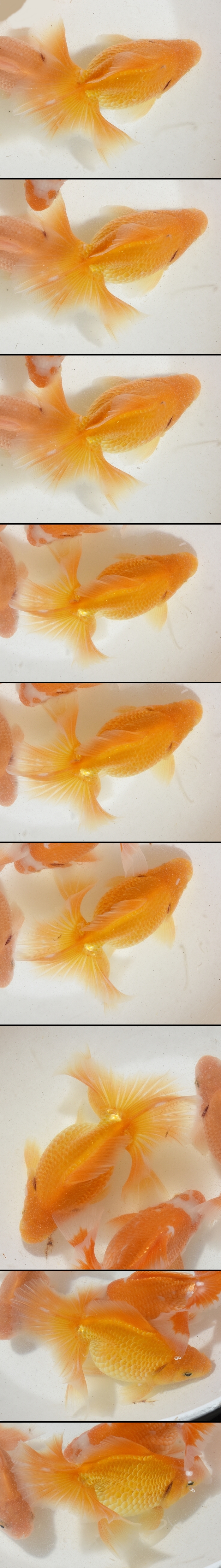 ÅÚº´¶Óµû ÆóºÐµû