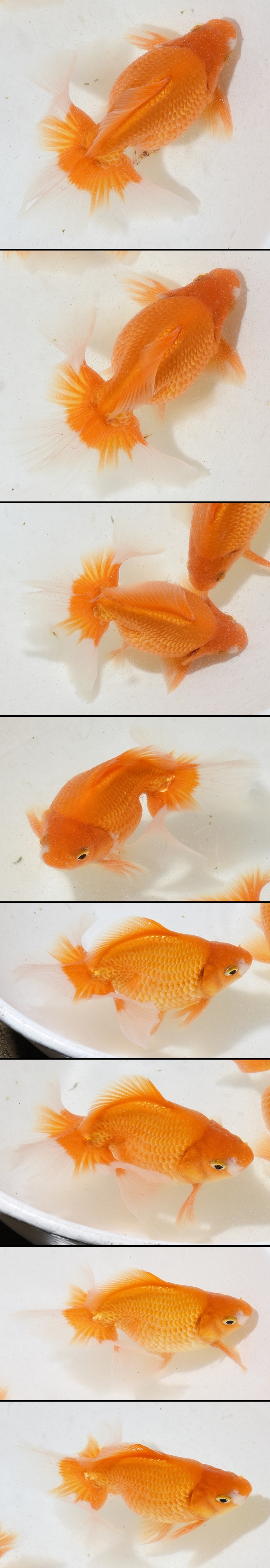 ÅÚº´¶Óµû¡¡ÆóºÐµû