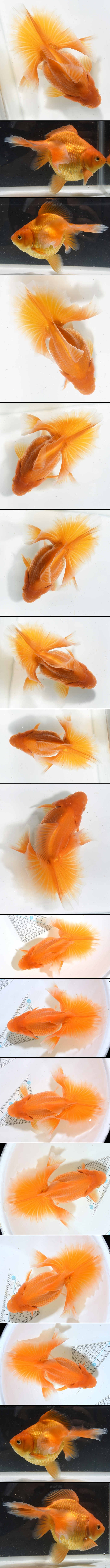 ÅÚº´¶Óµû¡¡¿Æµû