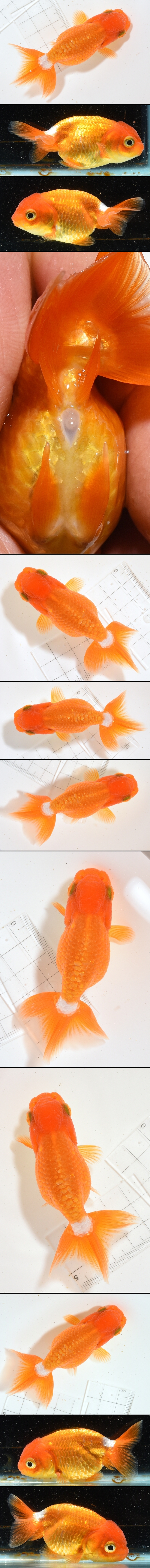 ����Ϥ����夦