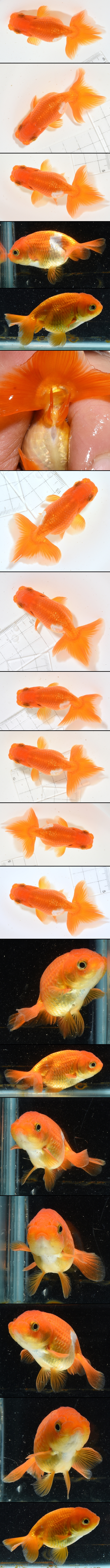 ����Ϥ����夦