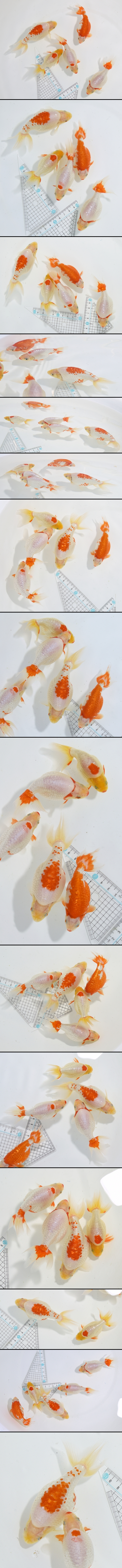 ���Ť�ʥ󥭥����е�