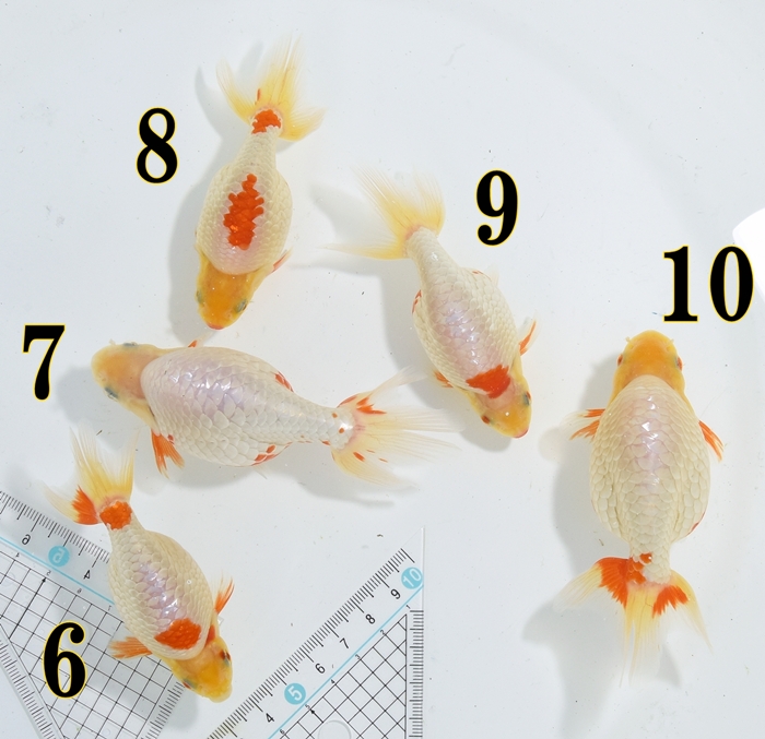 ���Ť�ʥ󥭥����е�