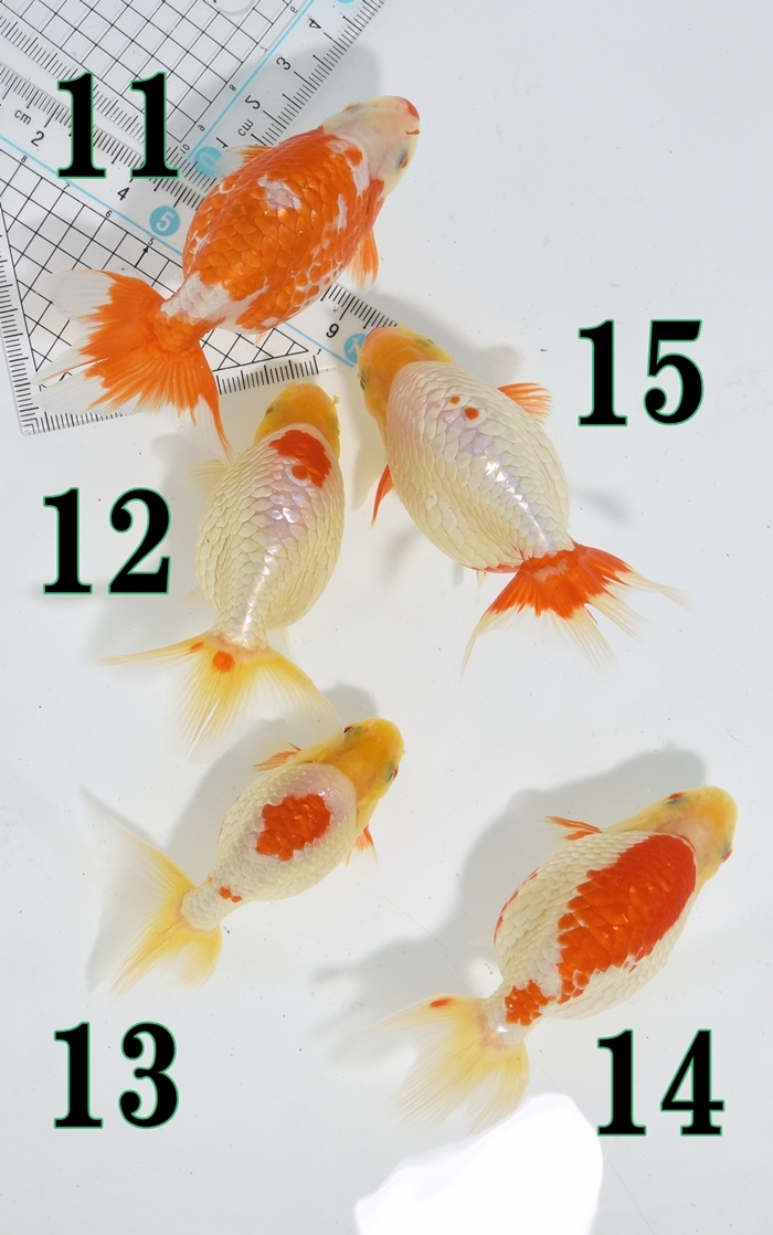 ���Ť�ʥ󥭥����е�