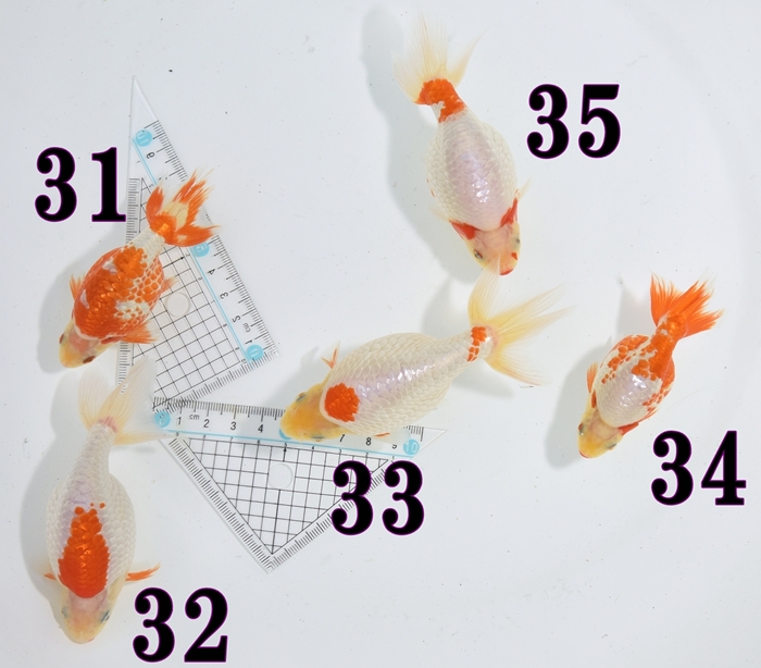 ���Ť�ʥ󥭥����е�