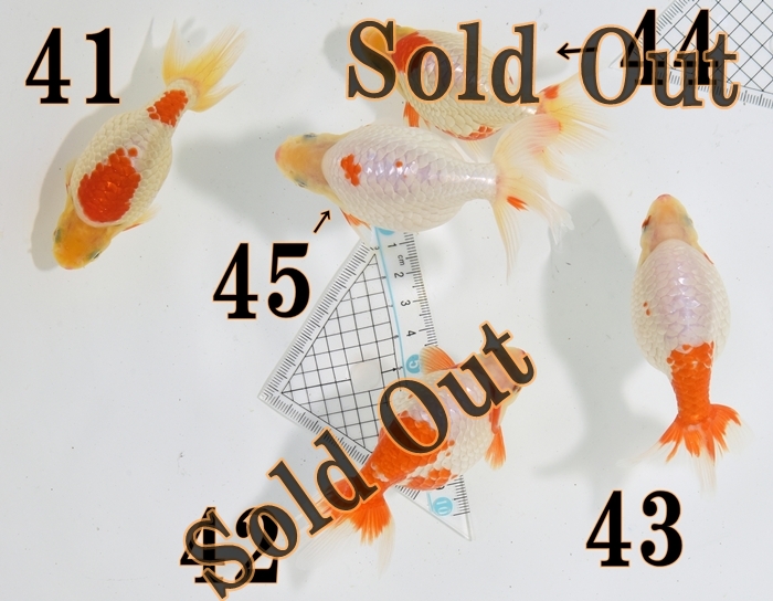 ���Ť�ʥ󥭥����е�