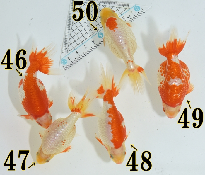 ���Ť�ʥ󥭥����е�