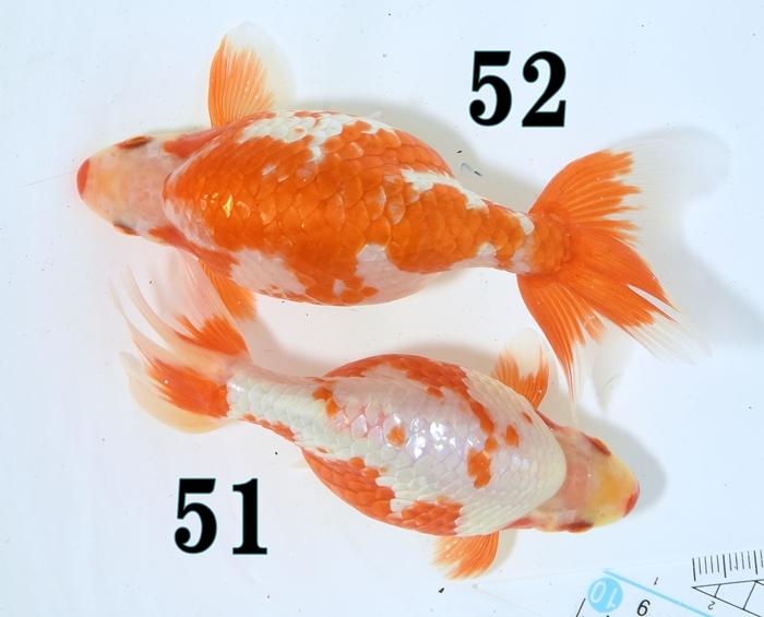 ���Ť�ʥ󥭥����е�