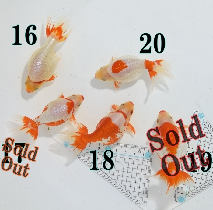 ���Ť�ʥ󥭥�