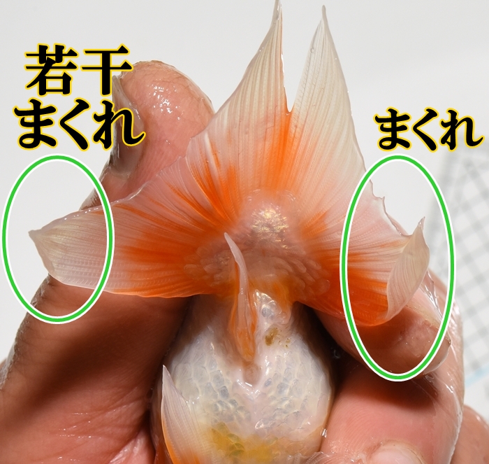 ����Ϥ����夦