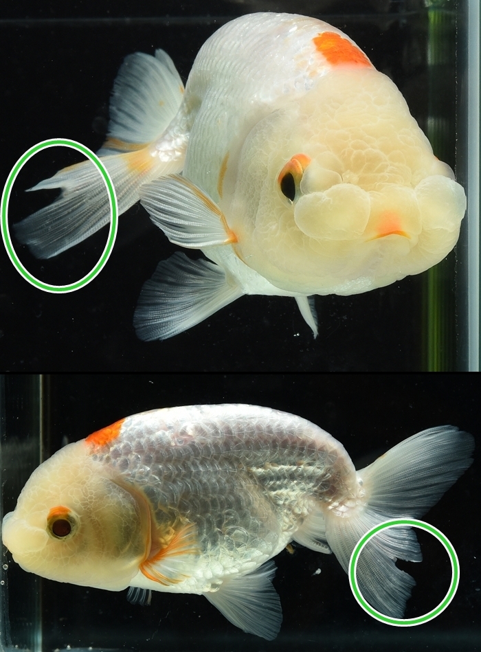 ����Ϥ����夦