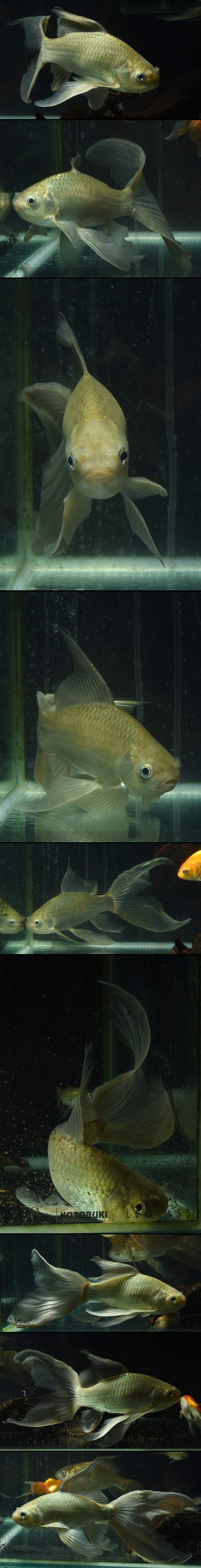 Ŵ�����Ƶ�