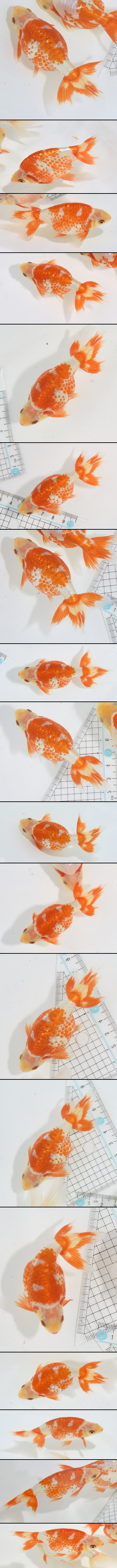 ���Ť�ʥ󥭥�