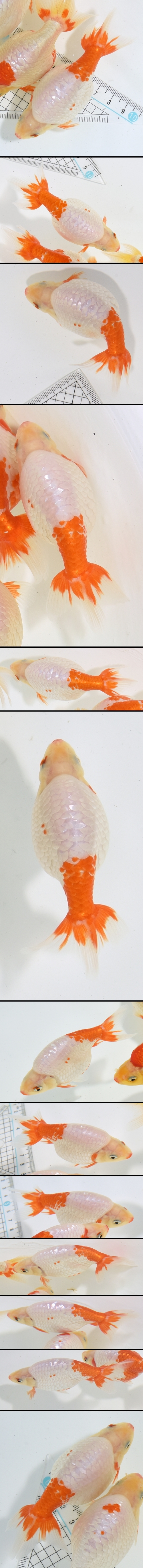 ���Ť�ʥ󥭥�