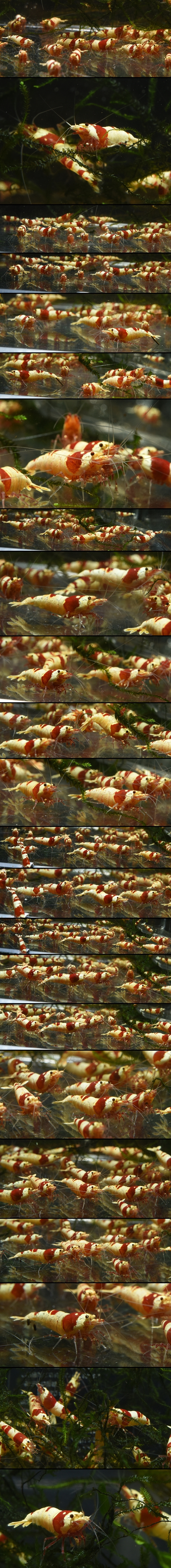 ��åɥӡ��������