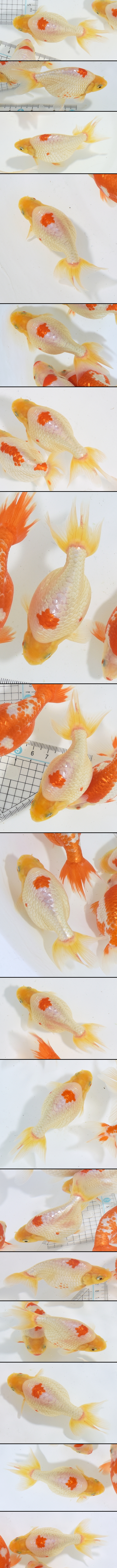 ���Ť�ʥ󥭥�