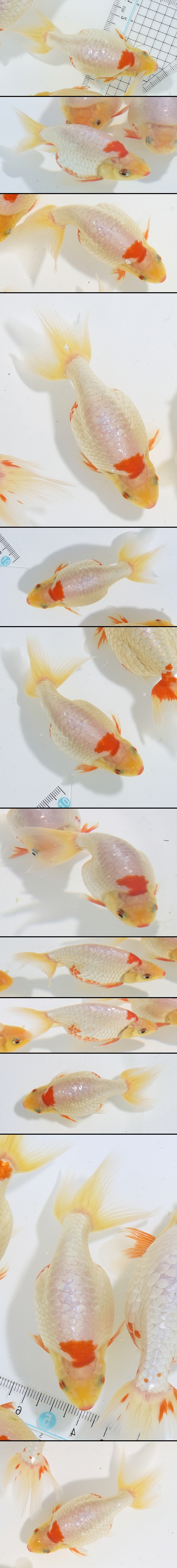 ���Ť�ʥ󥭥�