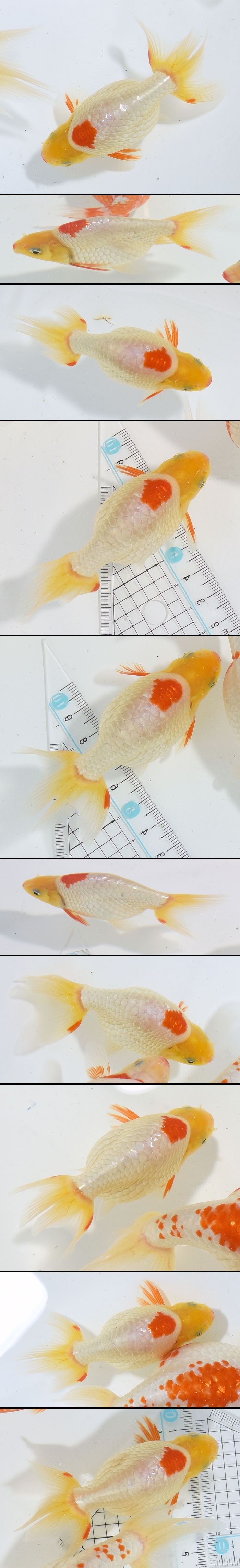 ���Ť�ʥ󥭥�