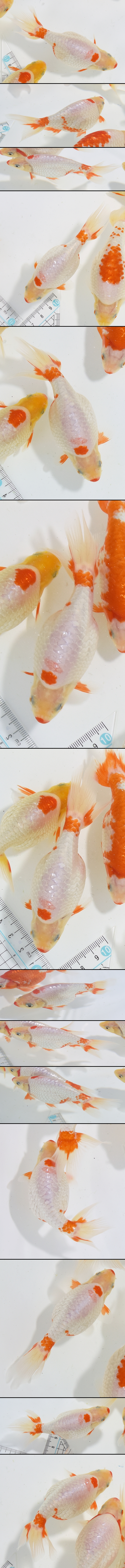 ���Ť�ʥ󥭥�