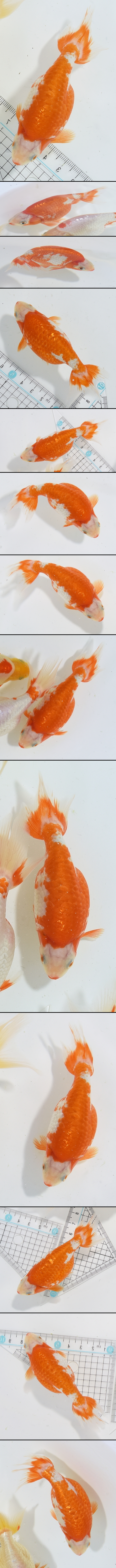 ���Ť�ʥ󥭥�