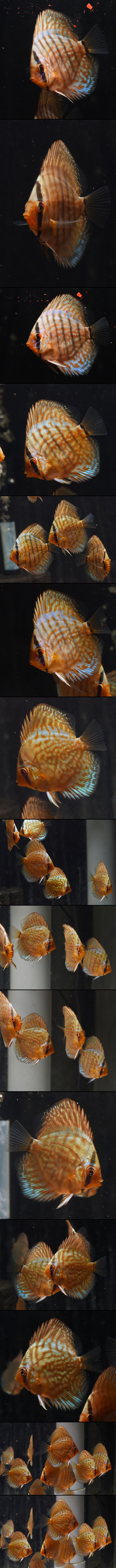 �����ѡ�����åɥ֥롼