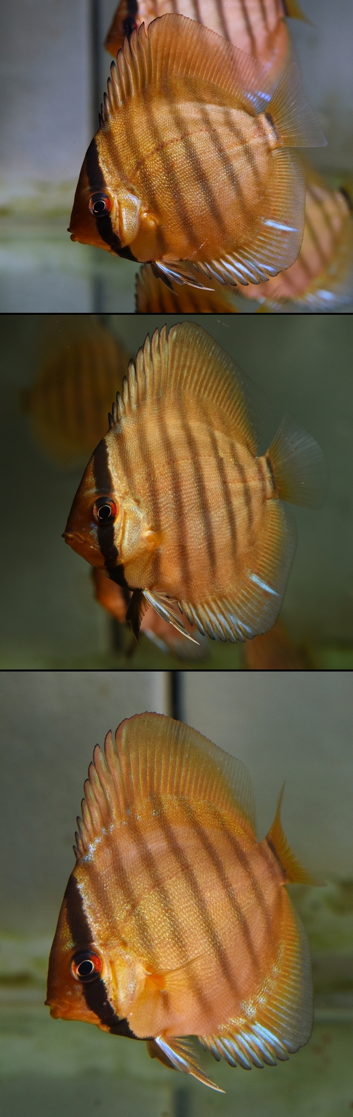 �磻��ɥ���åɥ�åɥ����� SM