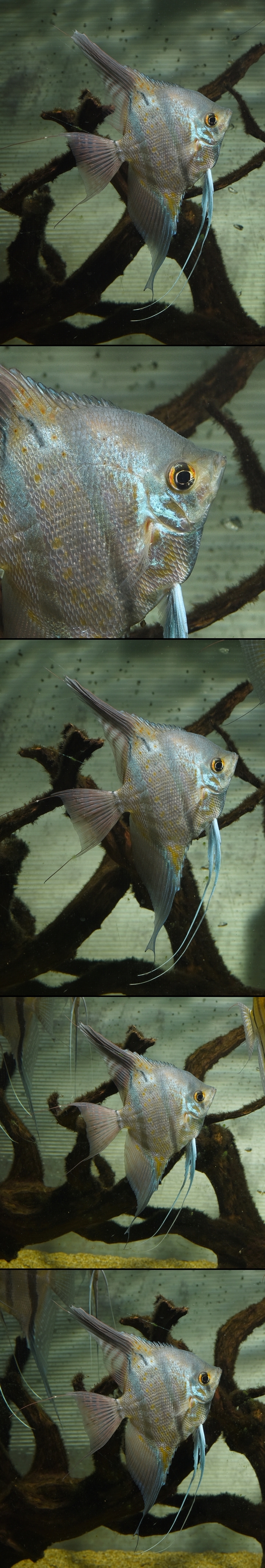 �ڥ롼���륿��