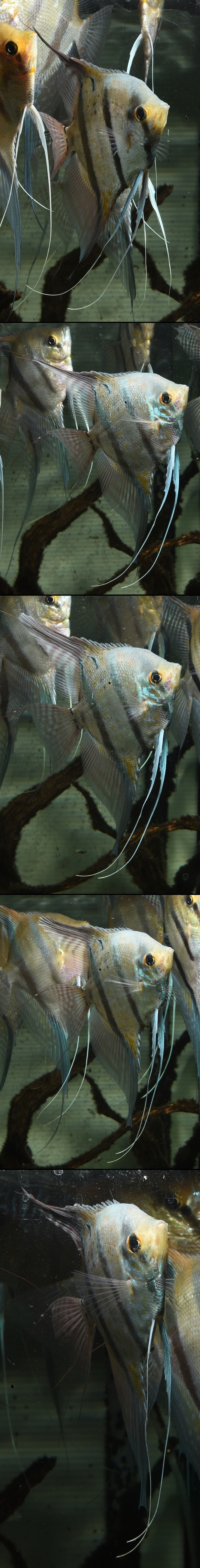 �ڥ롼���륿��