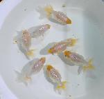 ������ʥ󥭥���е���ʪ ����