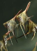 ��åɥ����������󥼥� �����󥿥����٥뢣 F1