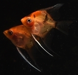 ��åɥǥӥ륨�󥼥� S������