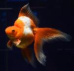 ΰ ھʪ Ƶ 1