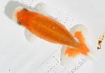 Ϥ夦  £ǯ߾ʪ ڹ()