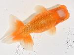 Ϥ夦  £ǯ߾ʪ ڲ()