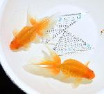 ŷڶӡ ʪе  ֢ ڭ12