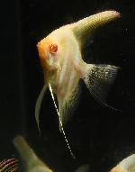 ����ӥΥڥ롼���륿�२�󥼥롡�ڥΡ��ޥ�ơ����