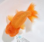 ����Ϥ����夦�ںǸ����¢���Ρ� ����ѻ��е� ��6