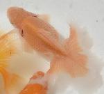 ������������ �ں��ӵ� ����ʪ��е��� ��2