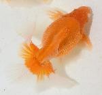 土佐錦魚 アクア・ツインズ