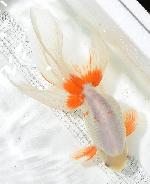 �ŷڶ� ������������ �˾廰�е� ��1