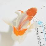 土佐錦魚 アクア・ツインズ