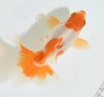 �ں��ӵ� 2025(����7)ǯ�� ��������ޤ��좡